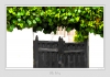 Gate___Ivy.jpg