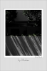Ivy_Shadows.jpg