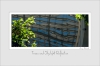 Trees_and_Skylight_Reflection.jpg